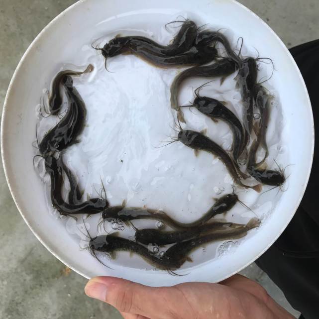 非洲产的"胡子鱼",引进中国后泛滥成灾,但吃货却表示不敢吃