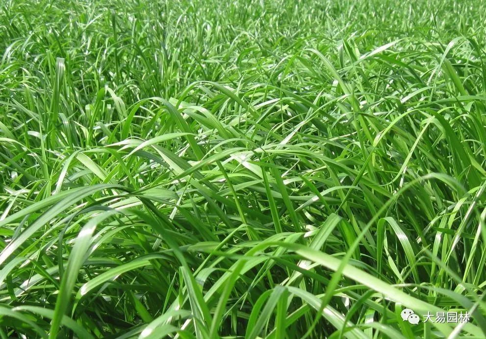 黑麦草: 代表草种为多年生黑麦草,洋狗尾草,梯牧草.