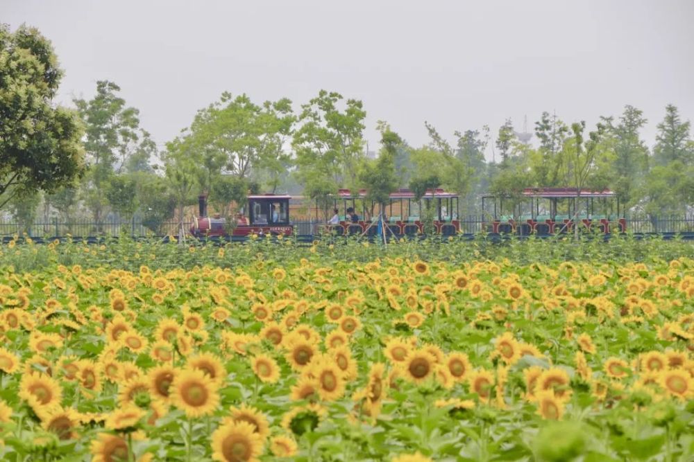2021白马湖向日葵景区,白马湖生态旅游景区 花样百出,与"粽"不同!白马湖向日葵的故事景区邀您共度端午节小长假!