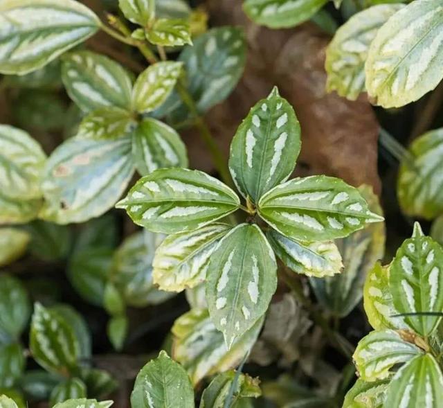 少见又好看花叶冷冰花栽种不难做好这几点叶子绿油油