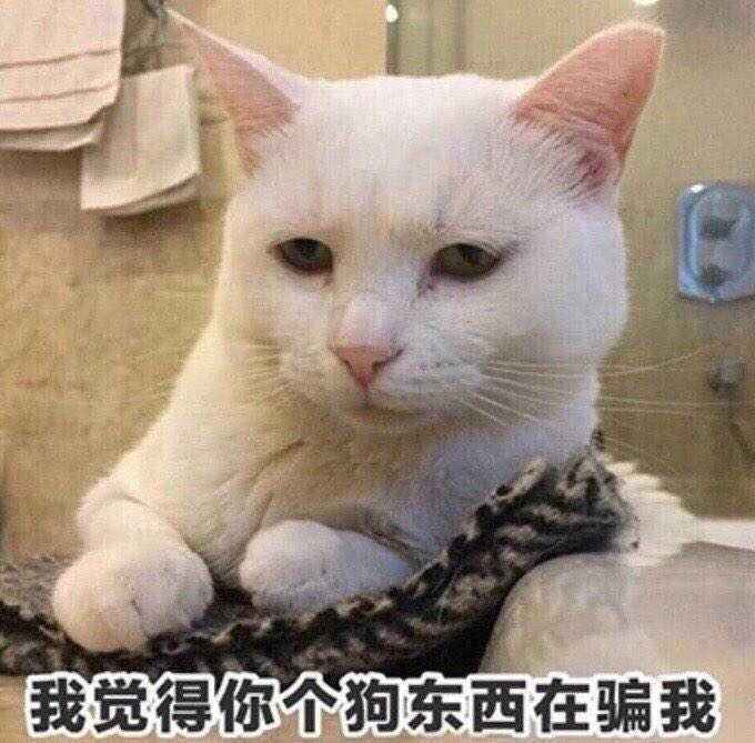 猫咪:给你一个关爱傻子的眼神 自己体会!