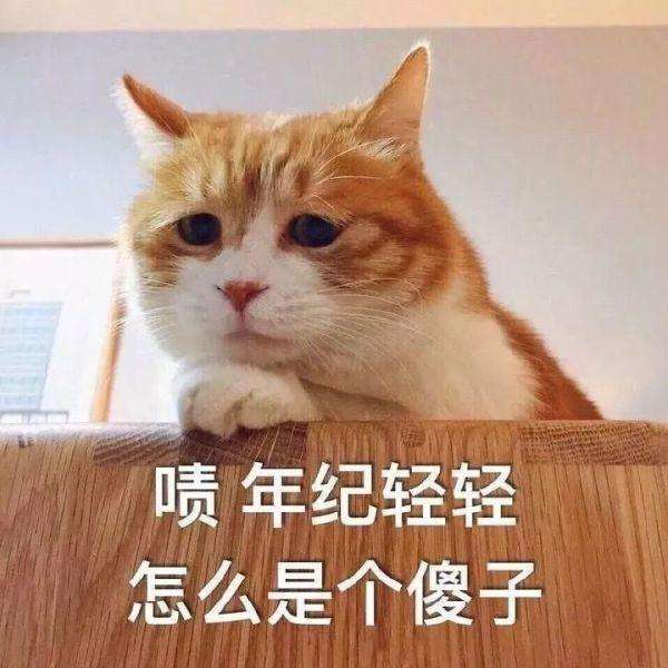 猫咪:给你一个关爱傻子的眼神 自己体会!