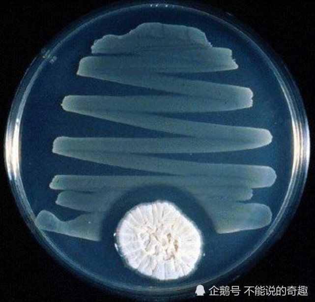 被科学耽搁的亚历山大:发现青霉菌不被重视,微生物作画流传至今