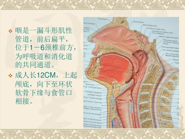 咽喉部解剖最全图解,值得收藏