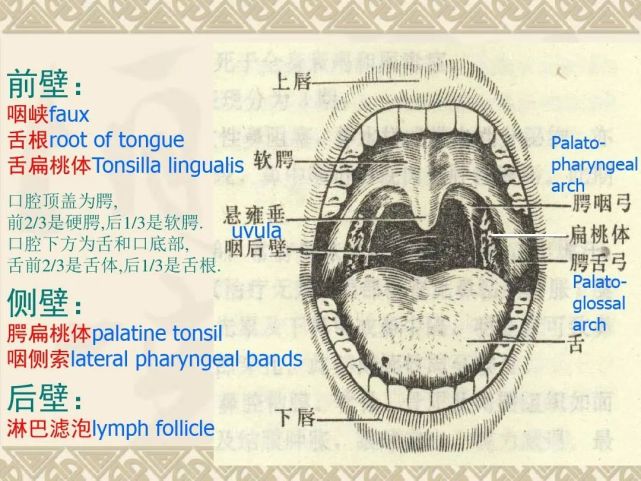 咽喉部解剖最全图解,值得收藏