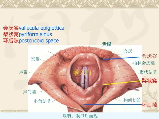 咽喉部解剖最全图解,值得收藏