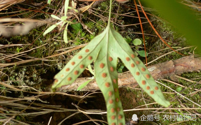 金鸡脚的基本信息