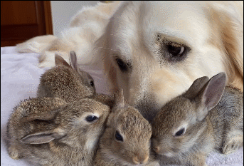 最近兔子生下了4只可爱的兔宝宝,大家立刻变得忙碌起来,bailey迫不及