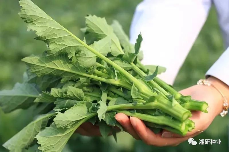 湘研舌尖上的油菜薹 "湘油薹三号" 来啦!