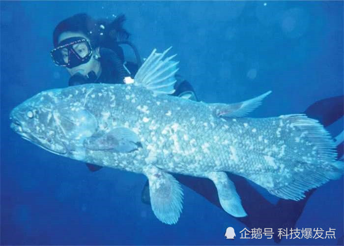 6500万年前已经灭绝的鱼,再次出现,是否在预示些什么?