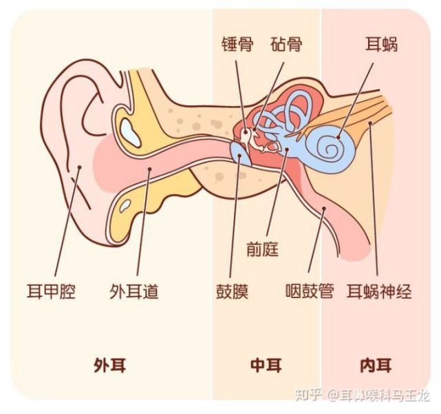 得了中耳炎不及时治疗会耳聋吗?