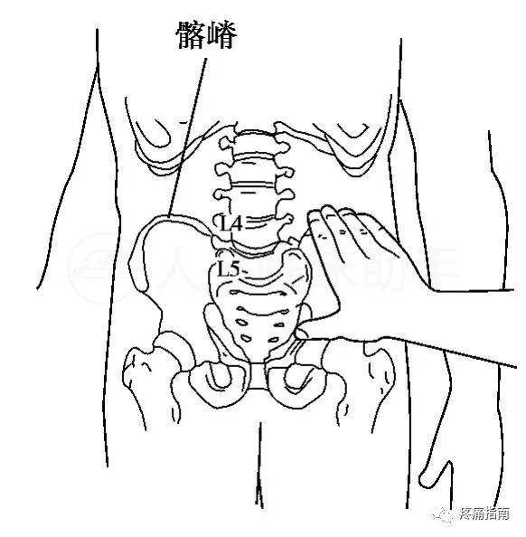 脐内侧韧带解剖图