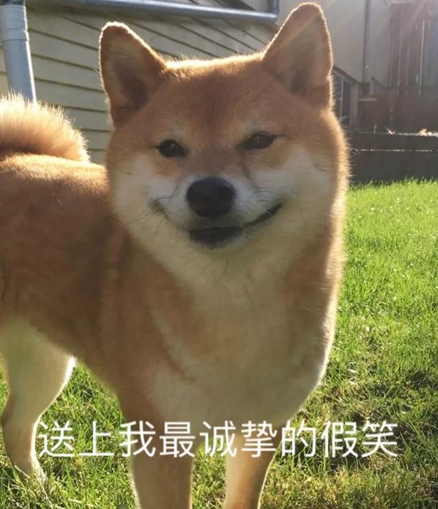 我寻思着一只狗能有多拽,直到看到了这只柴犬