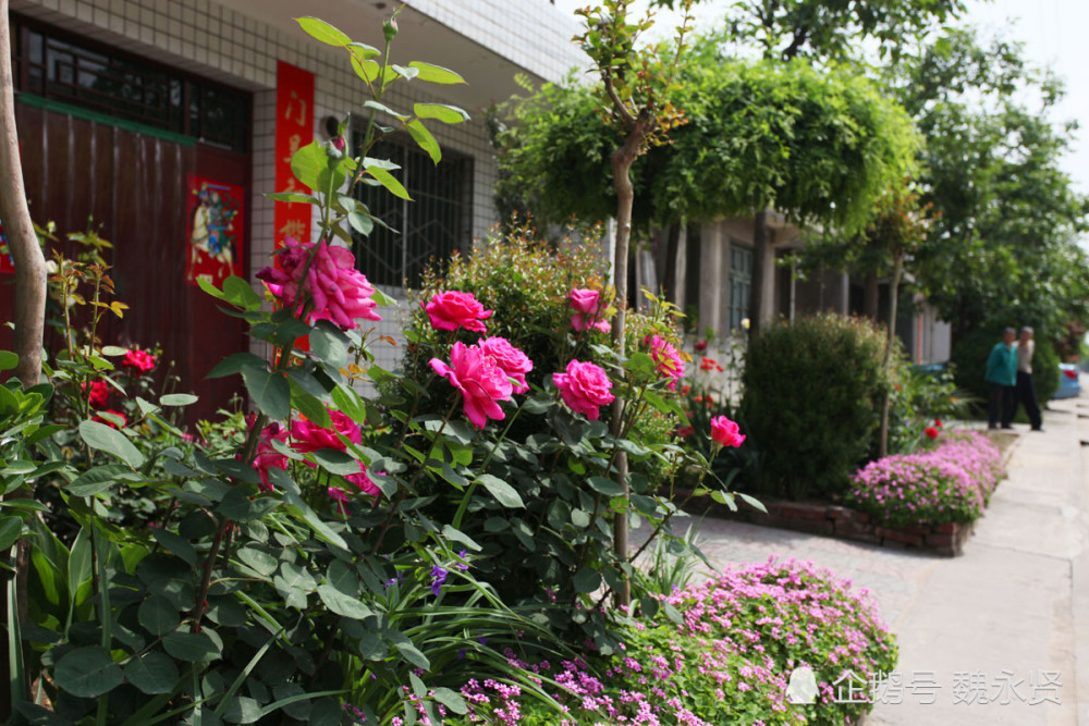 西安这个村家家都种花,有人花20年时间把家整成立体花园,太美了