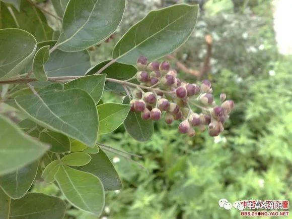 中药材:蔓荆子-单叶蔓荆