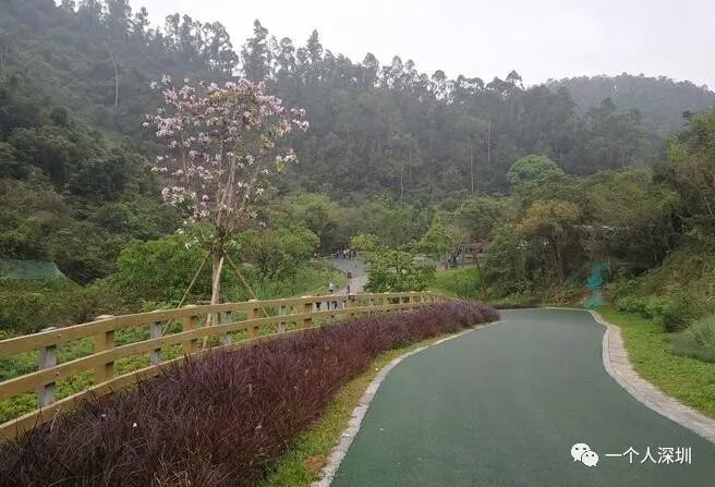 雨林秘境老树叠泉附近红苹果家具厂可以去冷水坑水库的绿道交通路线