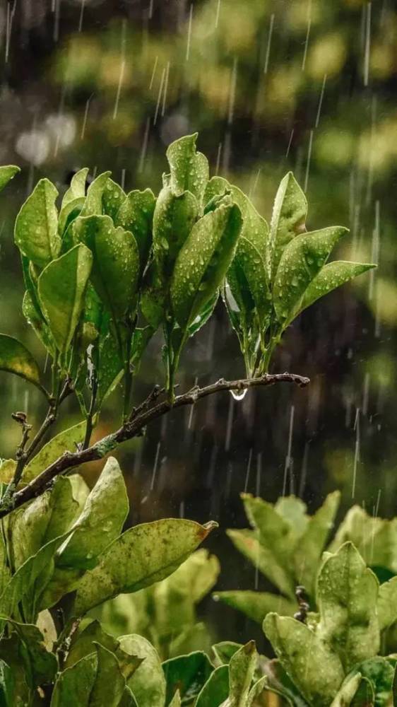 这几天,上海的天空 时不时飘着雨丝. 太阳的模样, 久久才能见一次.