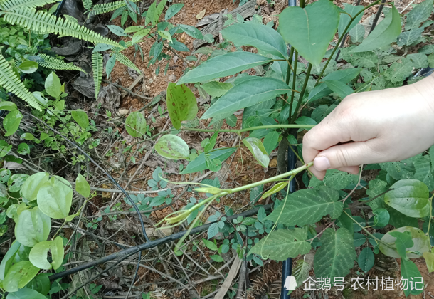 金刚刺的价值参考