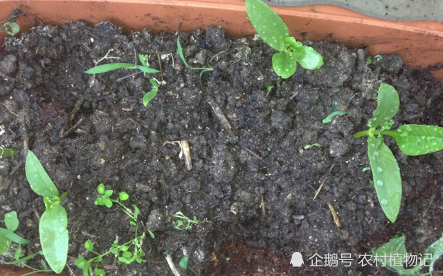 蛇瓜播种
