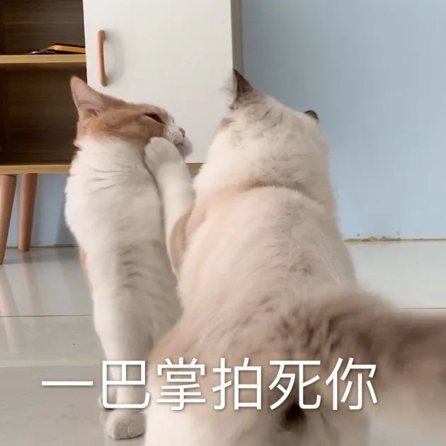 蠢萌可爱宠物表情包
