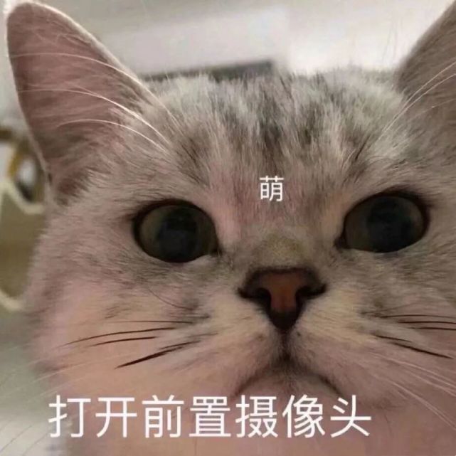 蠢萌可爱宠物表情包