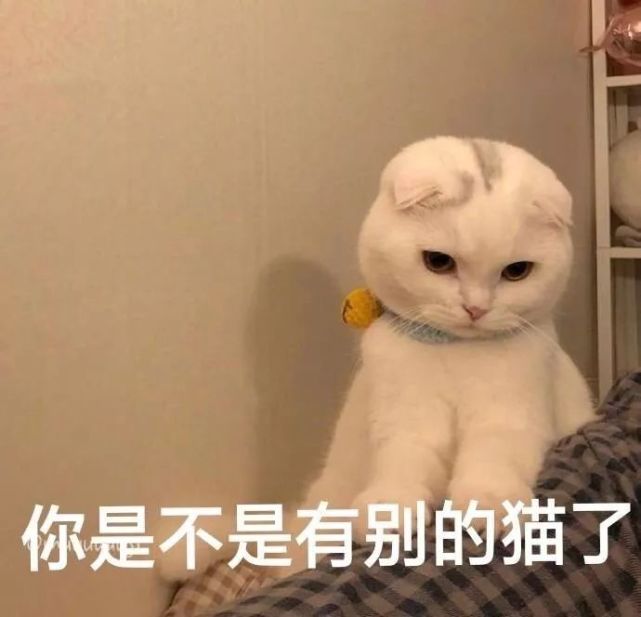 蠢萌可爱宠物表情包