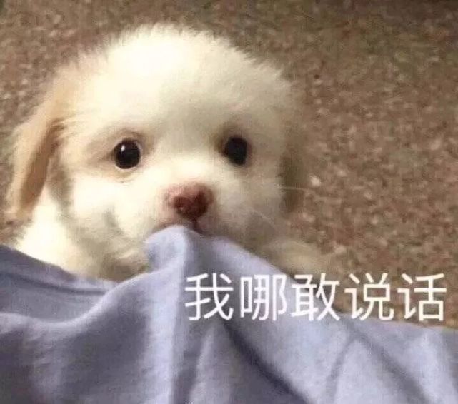 蠢萌可爱宠物表情包