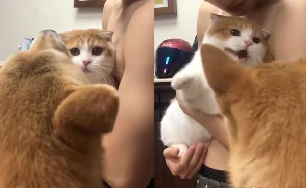 猫咪揍柴犬却因手太短打不到,超生气一头钻进主人怀里