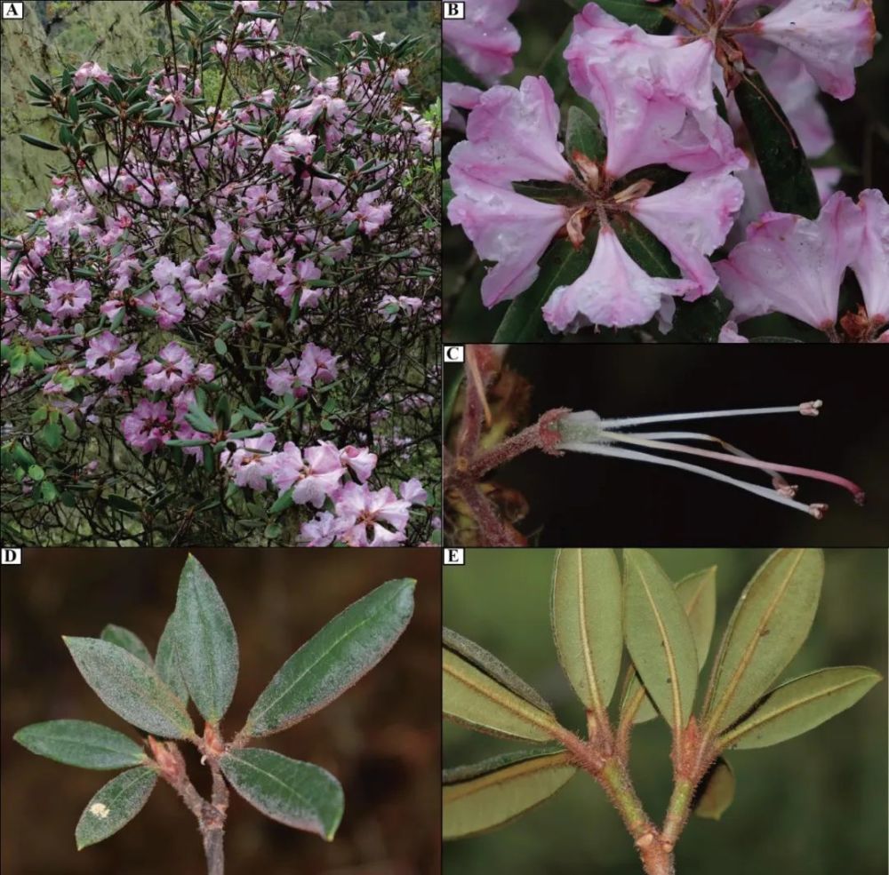 "野外灭绝"物种枯鲁杜鹃花的再发现