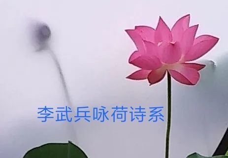 "李武兵咏荷诗系"这个季节,该向荷花致敬|荷花|芙蕖