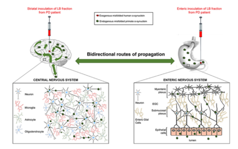 帕金森病病理传递的肠-脑轴新数据
