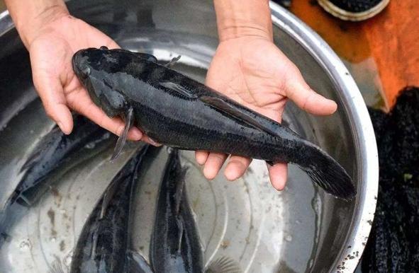我国最难吃的10大淡水鱼,真是应验网友的话,"长得丑,活得久"