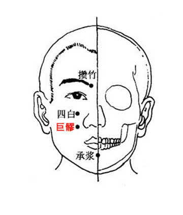 针灸穴名解——胃经腧穴 巨髎