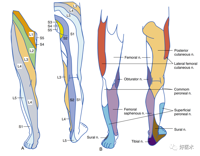 肌支:小腿前群肌和足背肌 皮支:第1,2趾相对缘皮肤 2)腓浅神经 肌支