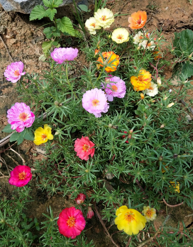 死不了的太阳花,夏天能把盆撑破,20多个品种你都没见过!