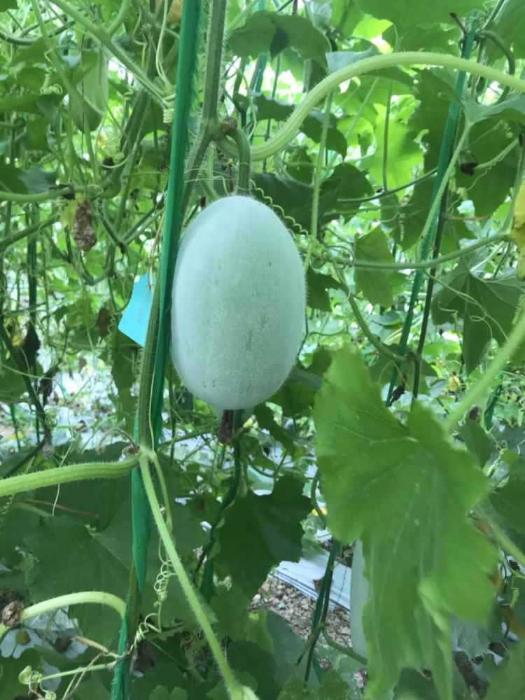 "蠢萌蠢萌"的迷你冬瓜吊着长,你吃过吗