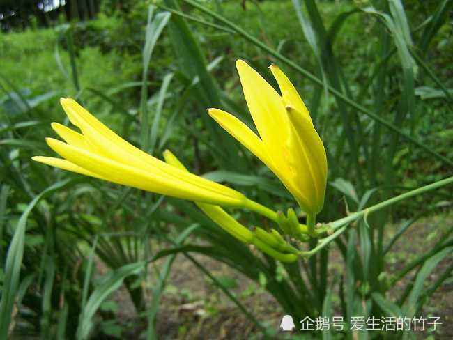 路边种的是野生黄花菜吗?记住这一点,轻松辨别,以免中毒!