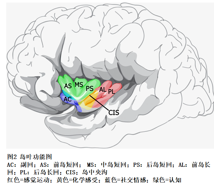 岛叶与额叶,颞叶,顶叶等皮质结构存在丰富的纤维联系