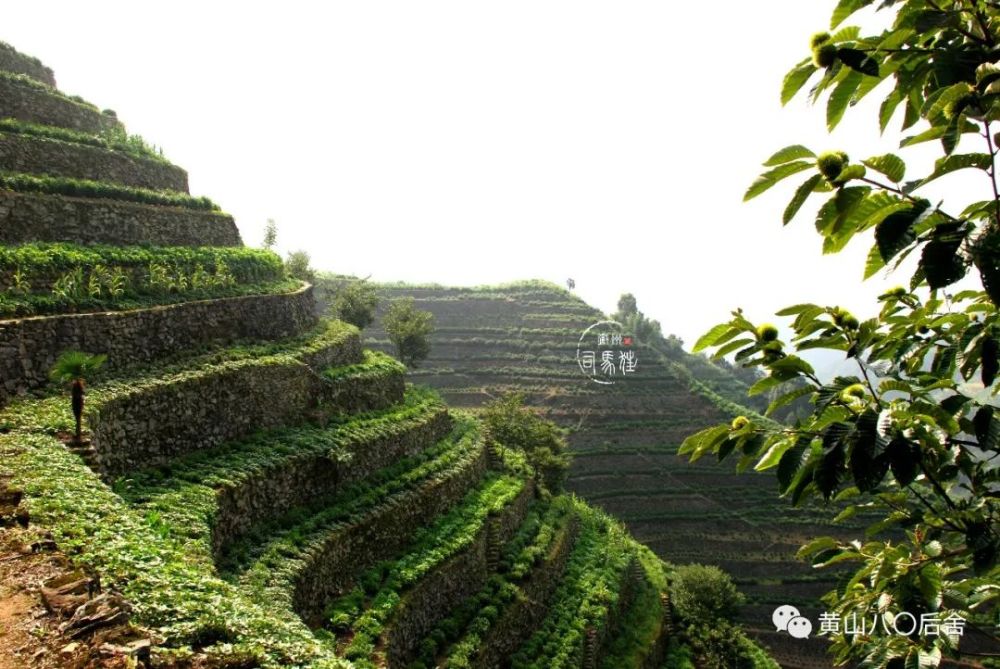 蜈蚣岭:敢叫日月换新天的歙南 高山千亩梯田