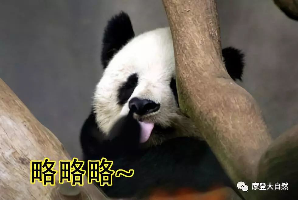 《摩登大自然》大熊猫