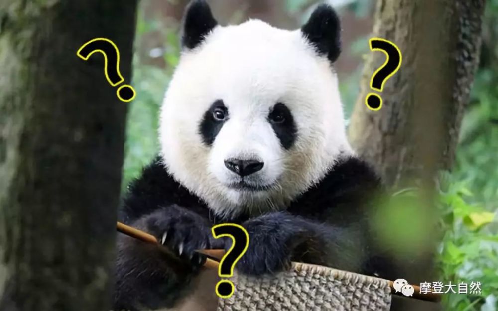 《摩登大自然》大熊猫
