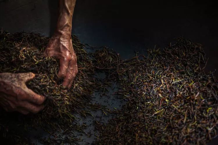 经过烘培,调整,存放,刘老树的红茶才能制作完成