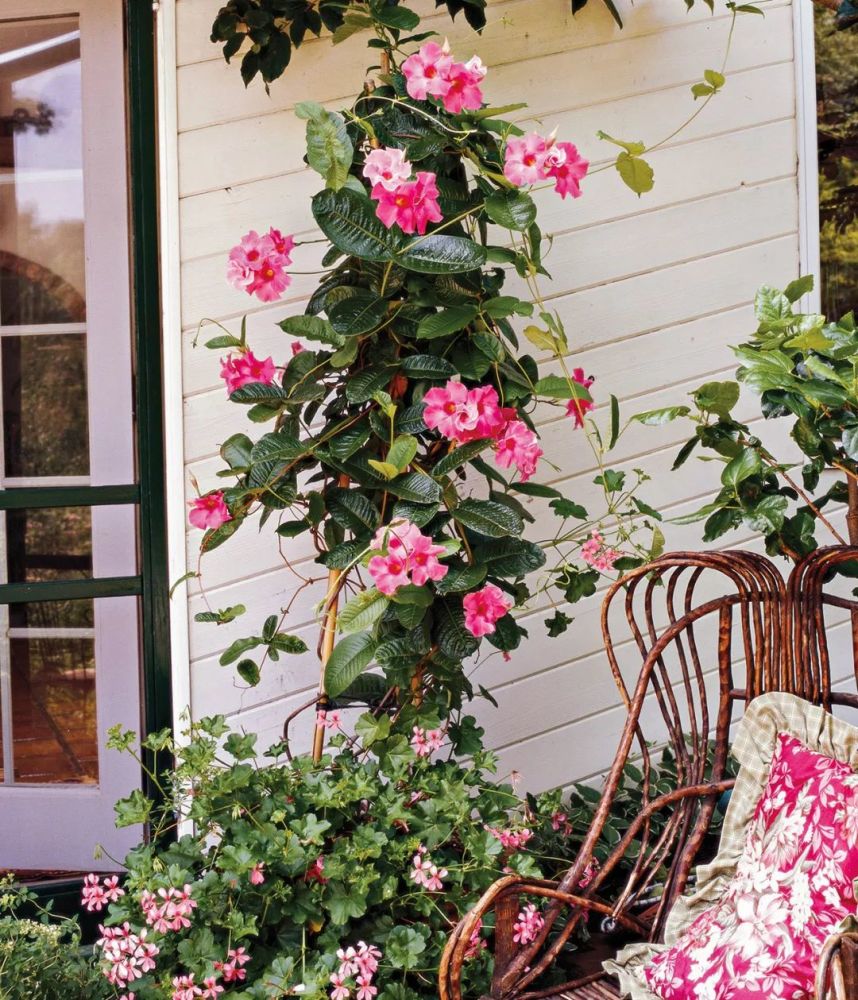 适合养阳台上的8种藤本花卉,暴晒处或半阴处都有合适的植物可选