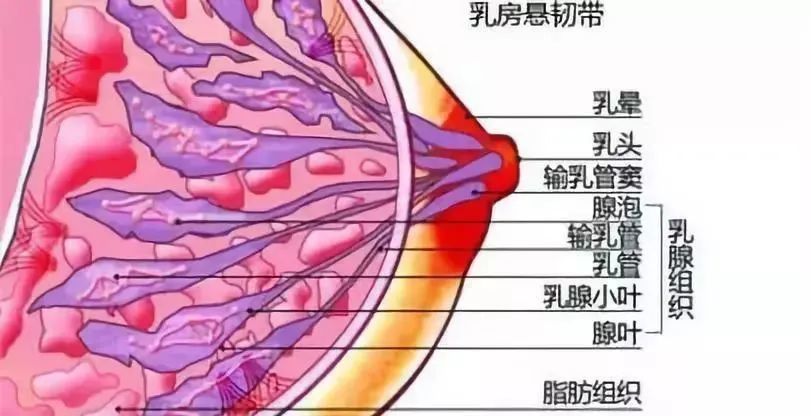 乳腺管太细了怎么办