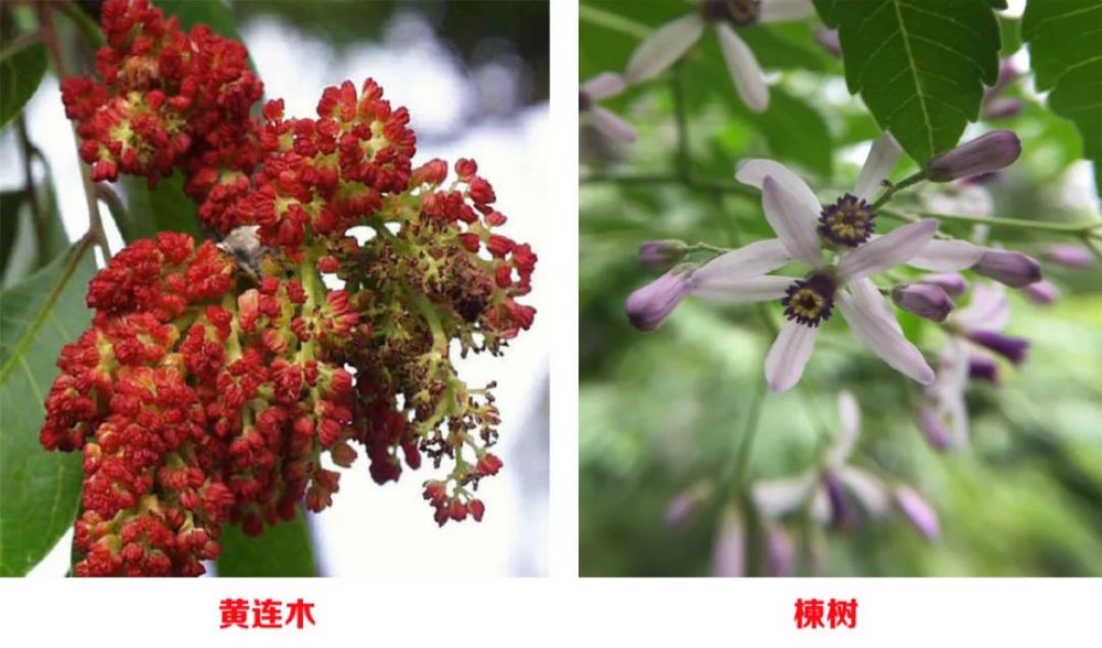 黄连木花小,单性异株,无花瓣; 雌花成腋生圆锥花序,雄花成密总状花序