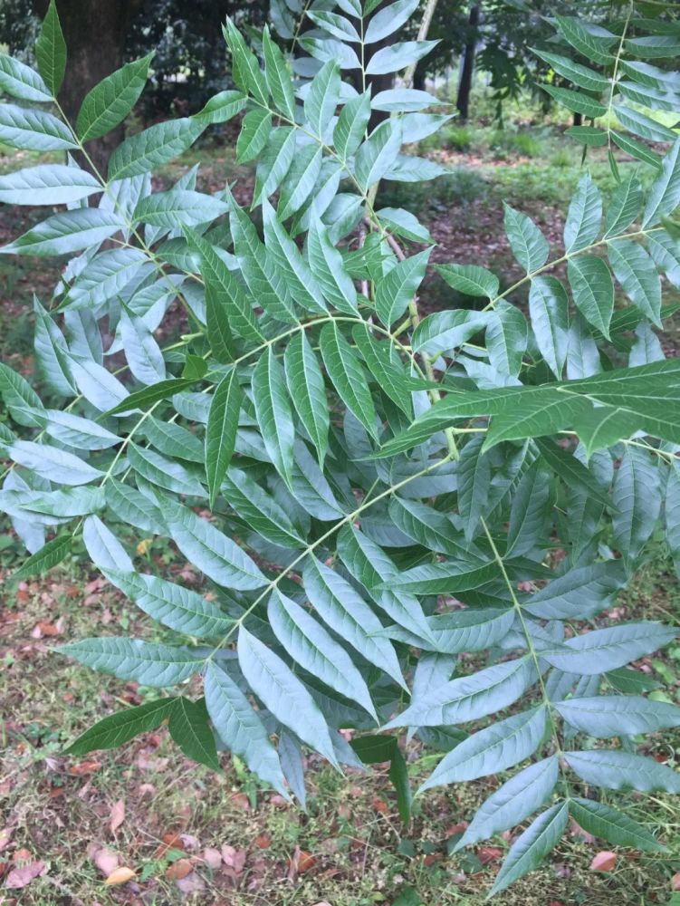 成熟的黄连木树叶会有高含量的鞣酸,一般虫子都不吃
