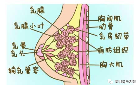 乳房的解剖结构