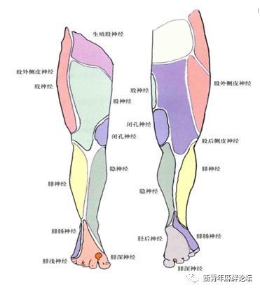 图 1 下肢神经支配区域分布