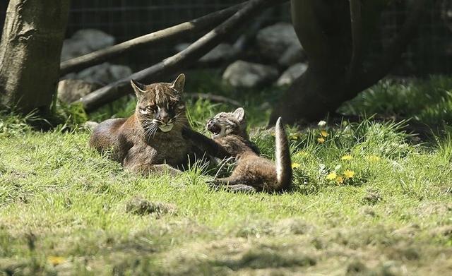 花5万养猫被刑拘 还惨遭猫暴打 原来这种猫如此危险 网友 抓你是保护你