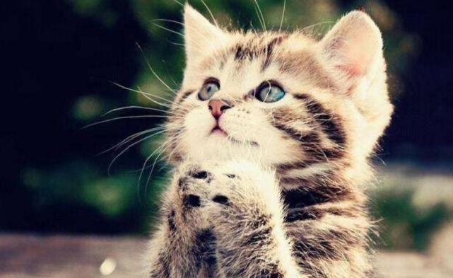 那些宠物猫的冷知识,不要在傻傻的学猫叫了,你不蒙猫